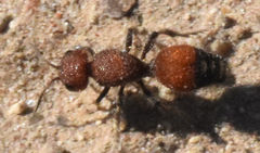 Dasymutilla creon