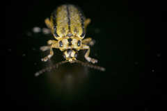 Xanthogaleruca luteola