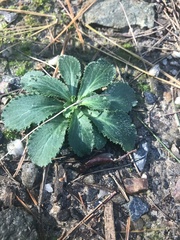 Micranthes virginiensis