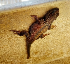 Sceloporus dugesii