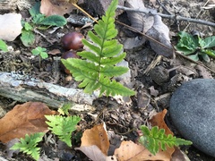 Dryopteris erythrosora