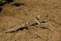 Bolivaria brachyptera