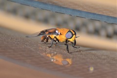 Ancala africana