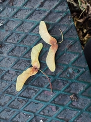 Acer platanoides