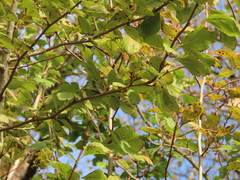 Crataegus gaylussacia