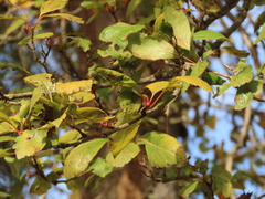 Crataegus gaylussacia
