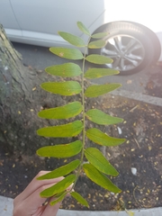 Gleditsia triacanthos