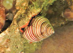 Calliostoma ligatum