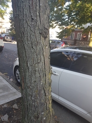 Gleditsia triacanthos