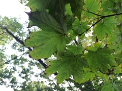 Acer platanoides