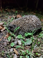 Erinaceus