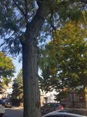 Gleditsia triacanthos