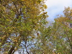 Crataegus gaylussacia