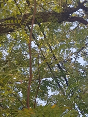 Gleditsia triacanthos