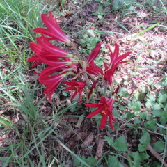 Zephyranthes bifida