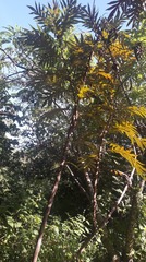 Bocconia arborea