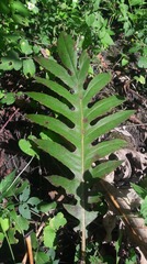 Bocconia arborea