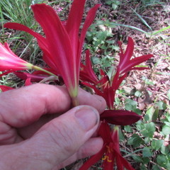 Zephyranthes bifida