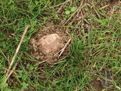 Calvatia fragilis