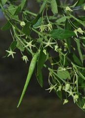 Vincetoxicum lycioides