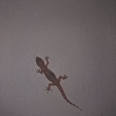 Hemidactylus turcicus