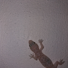 Hemidactylus turcicus