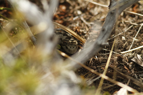 Vipera ursinii