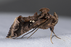 Plusiopalpa adrasta