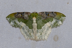 Eucyclodes semialba