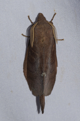 Kunugia latipennis