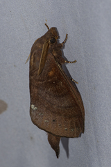 Kunugia latipennis