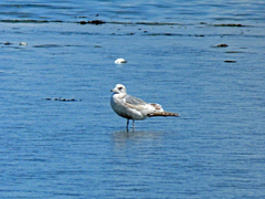 Larus brachyrhynchus