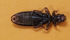 Phthiraptera