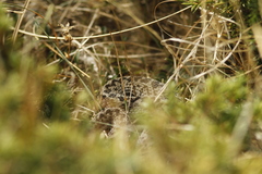 Vipera ursinii
