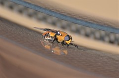 Ancala africana