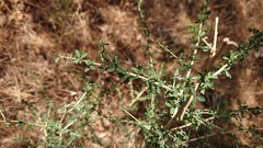 Adenocarpus telonensis