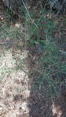 Adenocarpus telonensis