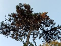 Pinus nigra