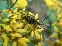 Ochraethes melanotelus