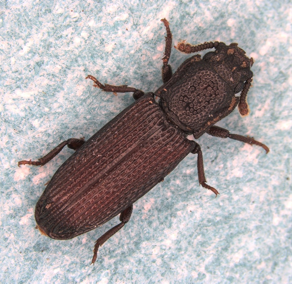 Pycnomerus haematodes