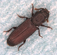 Pycnomerus haematodes