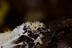 Hydnocristella himantia