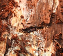 Pycnomerus haematodes