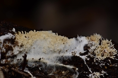 Hydnocristella himantia