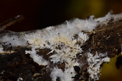 Hydnocristella himantia