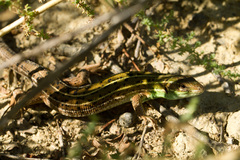 Lacerta strigata