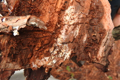 Pycnomerus haematodes