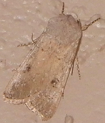 Agrotis vetusta