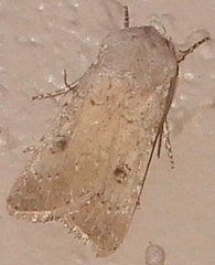 Agrotis vetusta