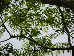 Zanthoxylum leprieurii